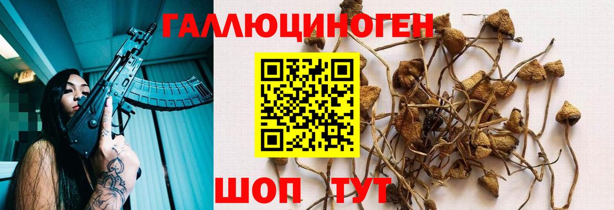 цены   Вход с VPN  Долгопрудный  Псилоцибиновые грибы GOLDEN TEACHER  Псилоцибиновые грибы Psilocybe 